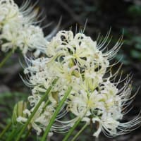 a flower