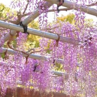 見頃を迎えた藤の花