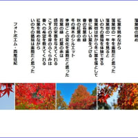 落葉樹の眺め