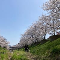 2025 佐保川・桜情報　満開