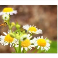 ヒラタアブ　白花ランデブー