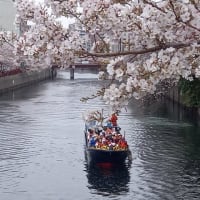 満開の桜のほかツツジまで咲いててビックリっす。