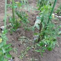 6月の庭仕事（6）「トマト」の今