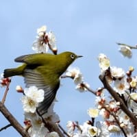 大阪城　梅林　メジロ（２０２５年３月７日）動画