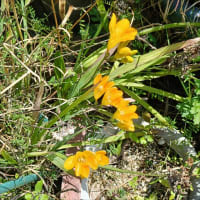 春の花がいっぱい
