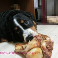 大きな骨、、どないして齧るのかな？