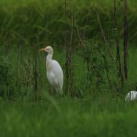 アマサギ、イソシギ、コサギ