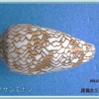 タガヤサンミナシ