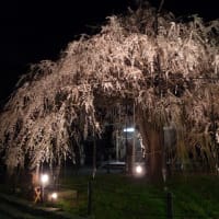 豊橋　野依八幡のしだれ桜【夜】2012