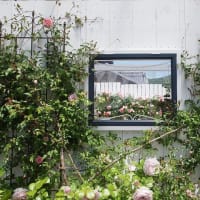 お庭の薔薇