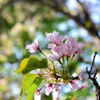 ５月４日、森に咲く桜。