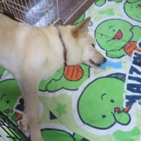 よく降るなぁ☂