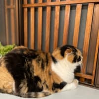 スコティッシュの牡丹