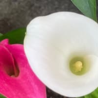 吹き降りだった様で