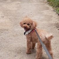 久し振りに玉川上水遊歩道を散歩ですワン🐾
