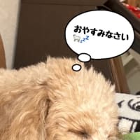 (˶ᐢωᐢ˶)月末