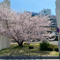岡山　駅前の桜