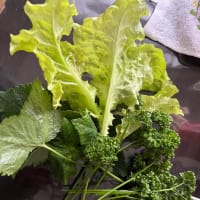 ベランダの野菜達