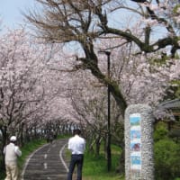 昇開橋と徐福ロードの桜