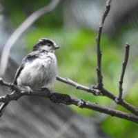 リハビリと野鳥２