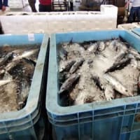 相模湾はマアジ・カツオ・ワラサ人気のお魚達の水揚げが絶好調～で賑わう小田原魚市場！