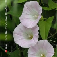 ひるがお
