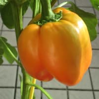 夏野菜のキーマカレー