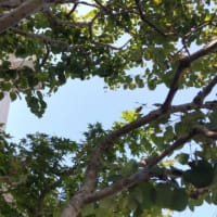 マイ・サンクチャリも夏です