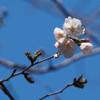 2024石神井川の桜2