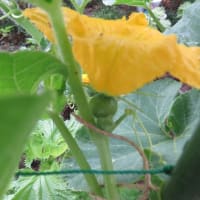 カボチャ雌花と雄花♪　　　+　　情報