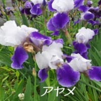 　心不全で旅立つ・・・