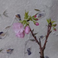 我が家の桜