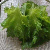 雨の中あっちに行ったりこっちに行ったり。