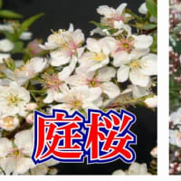 小次郎と春の草花ーニワウメ（庭梅）－