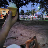 風あると　夕方散歩　気持ちいい