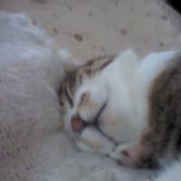 招き猫