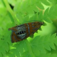 コモンギンスジヒメハマキかな？