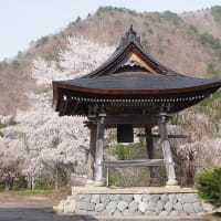 西光寺のしだれ桜