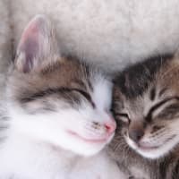 可愛く癒される猫ちゃんたちその⑥