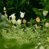 庭の花    北海道    続き