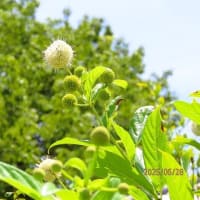 無我苑のミッキーマウスの木