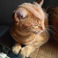 ブログの引っ越し完了しました！