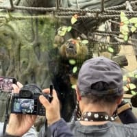 俺VS動物園　マーヤの誕生日会戦