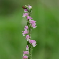21日、京都府立植物園からの真夏日だより＆癌治療