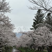 お宮橋（新名庄川の桜並木）