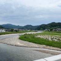 2025.6.18　天然遡上越後清流三面川水系鮎解禁　6月28日
