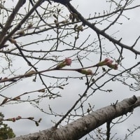 西郷板屋川桜祭り
