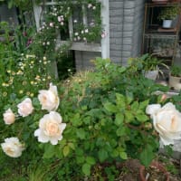 母の庭の５月のバラ