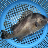 海産物直売のお知らせ
