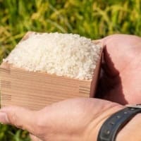 だだちゃ豆の終わり～新米～